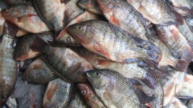 صورة ارتفاع أسعار السمك البلطي والجمبري في سوق العبور اليوم الأحد