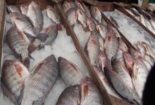 صورة ارتفاع السمك البلطي في سوق العبور اليوم الأحد