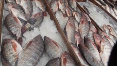 صورة ارتفاع السمك البلطي في سوق العبور اليوم الأحد