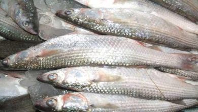 صورة زيادة أسعار السمك البوري والمكرونة وهبوط السبيط بسوق العبور اليوم