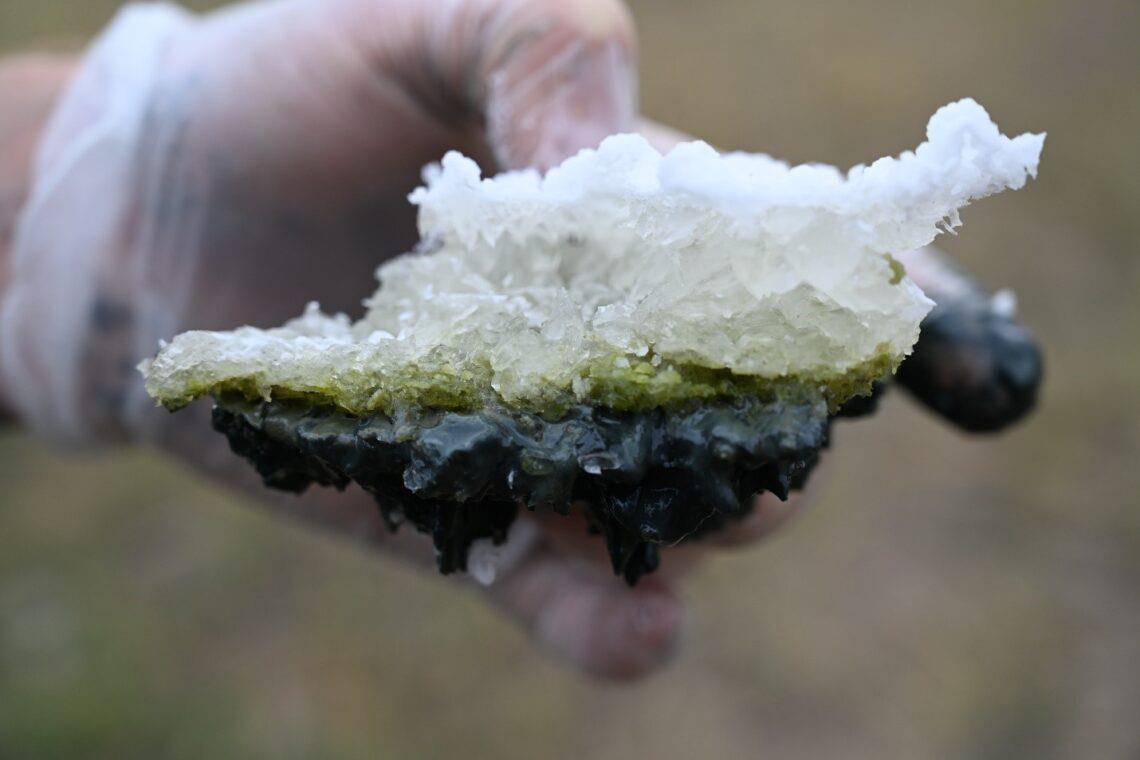 القشرة الملحية المستخرجة من بحيرة لاست تشانس مع الطحالب والرواسب