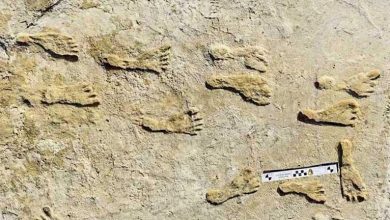 صورة بالصور.. العثور على آثار أقدام بشرية عمرها 90 ألف سنة في دولة عربية