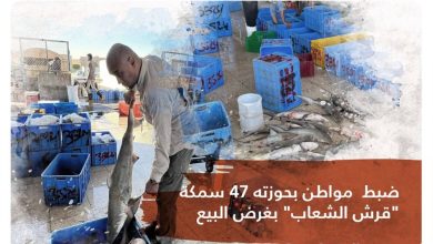 صورة «الحياة الفطرية»: ضبط شخص بحوزته 47 سمكة «قرش الشعاب» بغرض البيع  أخبار السعودية