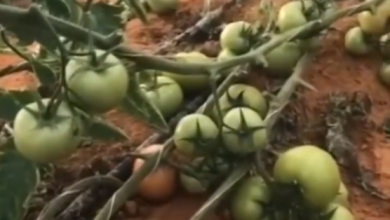 صورة «الإرشاد الزراعي» توضح أسباب عدم تلون ثمار الطماطم في البيوت المحمية وعلاجه