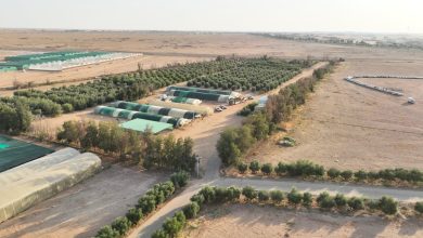 صورة هيئة تطوير محمية الملك سلمان بن عبدالعزيز الملكية تزرع مليون شتلة محلية