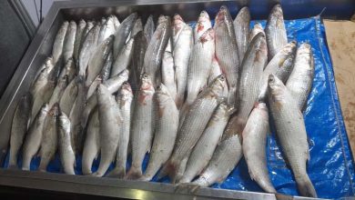 صورة انخفاض أسعار السمك البوري والجمبري وزيادة المكرونة بسوق العبور اليوم