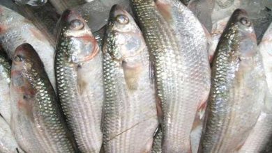 صورة تراجع أسعار السمك البوري والسبيط وزيادة الفيليه البلطي بسوق العبور اليوم الأحد