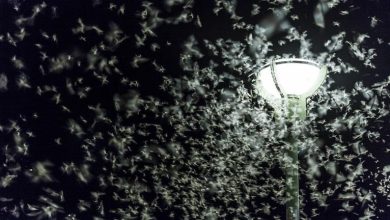 صورة الطريق إلى الهاوية.. لماذا تنجذب الحشرات للأضواء الاصطناعية؟
