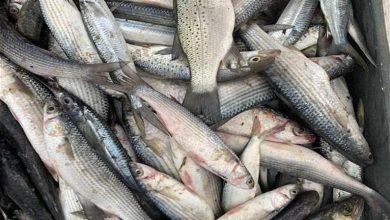 صورة تراجع أسعار السمك البوري والجمبري وارتفاع الكابوريا بسوق العبور اليوم