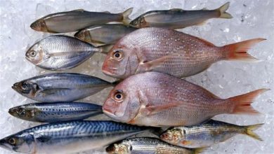 صورة نوع سمك بـ45 جنيها فقط وفوائده لا تحصى.. أرخص من البلطي