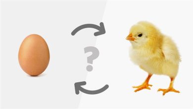 صورة العلم يجيب عن السؤال التاريخي: أيهما جاء أولا.. البيضة أم الدجاجة؟