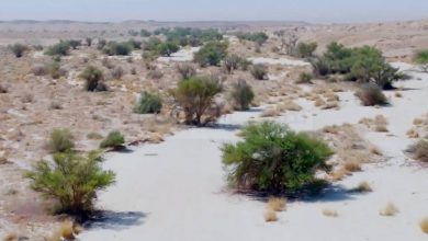 صورة «محمية الإمام عبد العزيز» تزرع مليون شجرة وشجيرة  أخبار السعودية