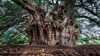 صورة 9 صور لعجائب تتحدي الزمن.. أشجار تعيش منذ 5000 سنة