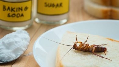 صورة حيلة ذكية لطرد الصراصير من المنزل بدون مبيدات
