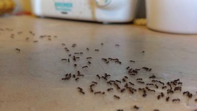 صورة لاتفوتك.. أسباب ظهور النمل بشكل مفاجئ في المنزل