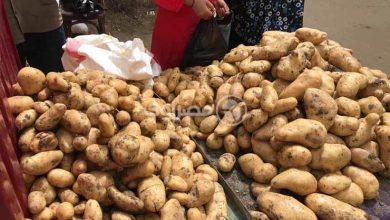 صورة 12 جنيها لكيلو البطاطس بسوق العبور اليوم الأحد