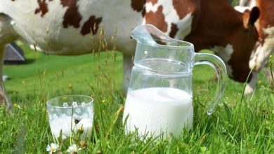 صورة إدارة الغذاء والدواء الأمريكية: تكشف أمر خطير في حليب الأبقار