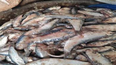 صورة حقيقة صورة دفن الأسماك الميتة بسبب حملة المقاطعة