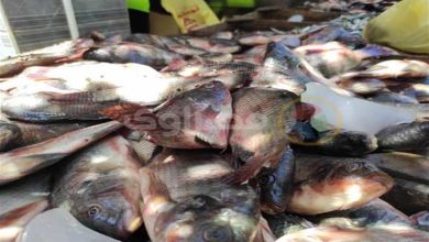 صورة أسعار الأسماك والمأكولات البحرية في سوق العبور
