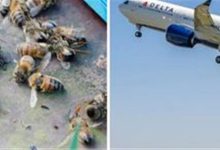 صورة النحل يؤخر إقلاع طائرة 54 دقيقة.. لن تتخيل ماذا فعل (صور)
