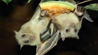 صورة بالصور: خفاش الفاكهة المصري.. من هذا الكهف سيأتي أكثر الأمراض فتكا
