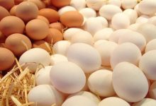 صورة شعبة الدواجن: توقعات بانخفاض أسعار البيض الأسبوع المقبل بالأسواق