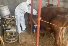 صورة «وقاء نجران» يبدأ حملة التحصين لـ246 ألف رأس ماشية ضد مرض الحمى القلاعية  أخبار السعودية