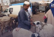 صورة تراجع في تعداد قطيع الماشية قبيل عيد الأضحى حسب وزير الفلاحة