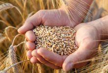 صورة “الصناعة” تطرح عطاءً لشراء 100 أو 120 ألف طن من القمح