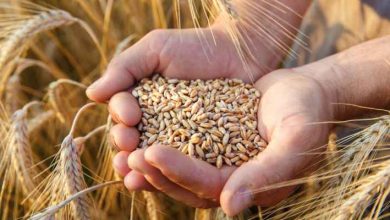 صورة “الصناعة” تطرح عطاءً لشراء 100 أو 120 ألف طن من القمح