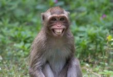 صورة اكتشاف سلالة متحورة لفيروس جدري القرود يثير خطر وبائي