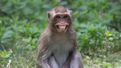 صورة اكتشاف سلالة متحورة لفيروس جدري القرود يثير خطر وبائي
