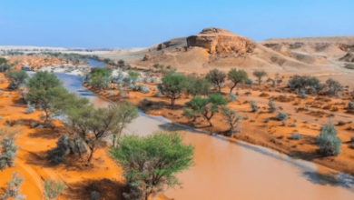 صورة محمية الملك عبدالعزيز الملكية تُشارك اليوم في منتدى المحميات الطبيعية
