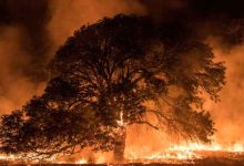 صورة مراسل “رؤيا”: حريق أشجار حرجية في السلط  فيديو