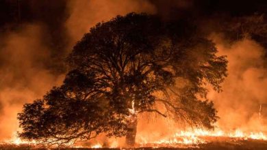 صورة مراسل “رؤيا”: حريق أشجار حرجية في السلط  فيديو