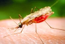 صورة «طب السفر»: نصائح للوقاية من «الملاريا»
