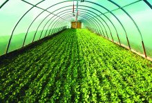صورة «أبوظبي للزراعة» تستعرض جهودها لضمان استدامة القطاع