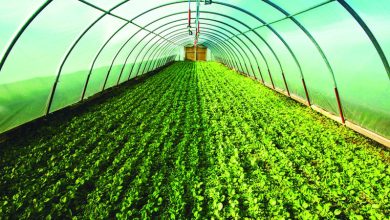 صورة «أبوظبي للزراعة» تستعرض جهودها لضمان استدامة القطاع