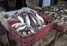 صورة هل استجابت القاهرة لحملات مقاطعة الأسماك واللحوم والدواجن؟