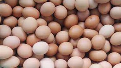 صورة ارتفاع أسعار البيض البلدي اليوم الخميس (موقع رسمي)