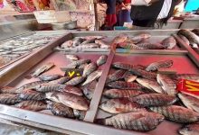 صورة تعرف على أسعار الأسماك والمأكولات البحرية بسوق العبور اليوم الجمعة