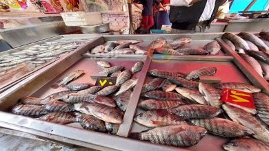 صورة تعرف على أسعار الأسماك والمأكولات البحرية بسوق العبور اليوم الجمعة