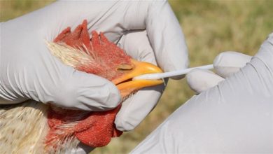 صورة طرق انتقال إنفلونزا الطيور إلى البشر.. هل تنتشر من شخص لآخر؟