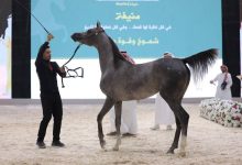 صورة انطلاق بطولة المملكة الدولية لجمال الخيل العربية  أخبار السعودية