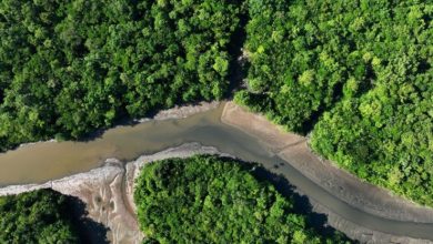 صورة البرازيل واليابان تتفقان على حماية غابات الأمازون المطيرة تعزيز ا لجهود مكافحة تغير المناخ