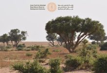 صورة محمية الإمام تركي بن عبدالله الملكية تفعّل اليوم الدولي للصحة النباتية 2024