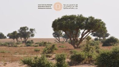 صورة محمية الإمام تركي بن عبدالله الملكية تفعّل اليوم الدولي للصحة النباتية 2024