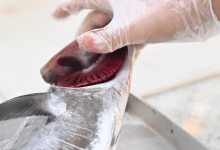 صورة «بيئة جازان» تنفذ 3228 جولة رقابية على أسواق الأسماك والمنتجات البحرية
