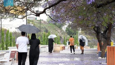 صورة تألق أشجار الجاكرندا وسحر الأمطار في عسير.. جمالية طبيعية تجذب المتنزهين والسياح