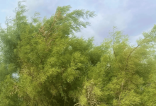 صورة شجرة الطرفاء تعود للنمو في براري الحدود الشمالية